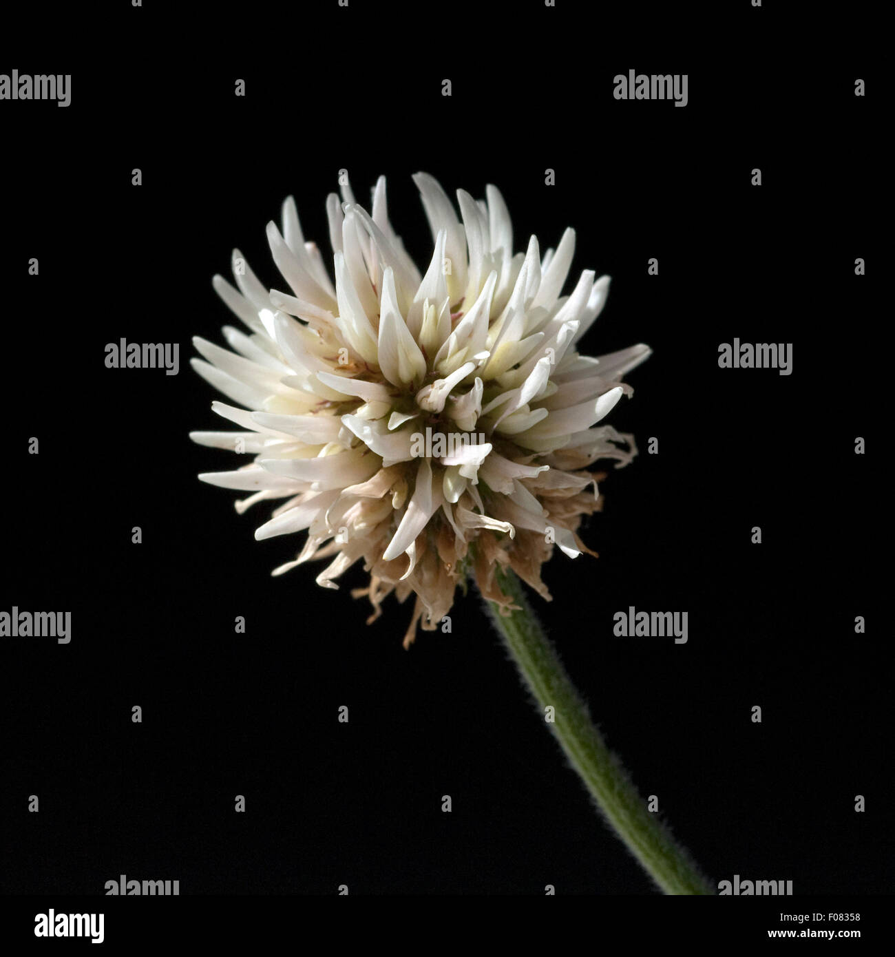 Berg-Klee, Trifolium montanum,, Foto de stock