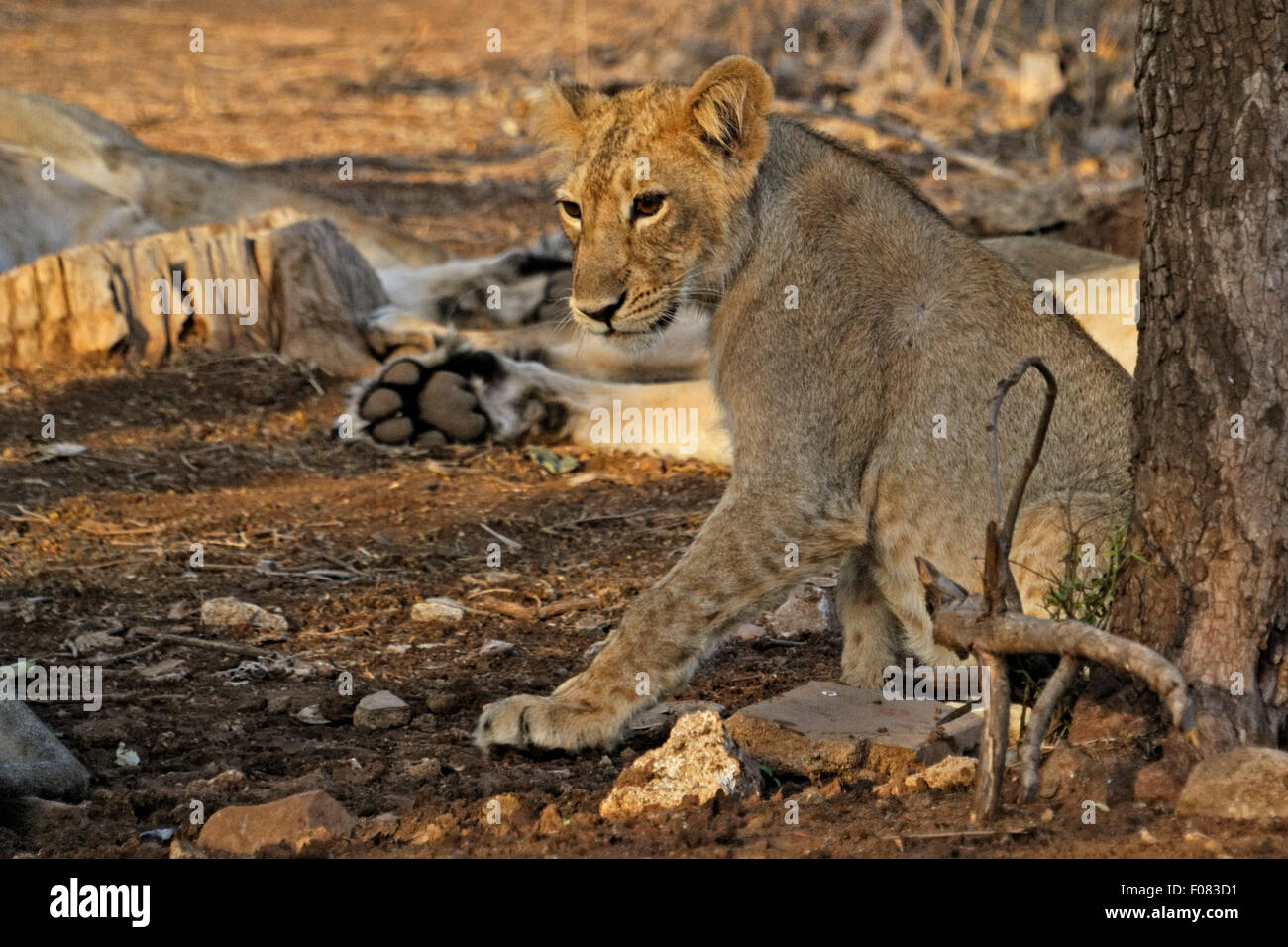Los menores León asiático (Panthera leo persica) en el parque nacional de Gir, Gujarat, India Foto de stock
