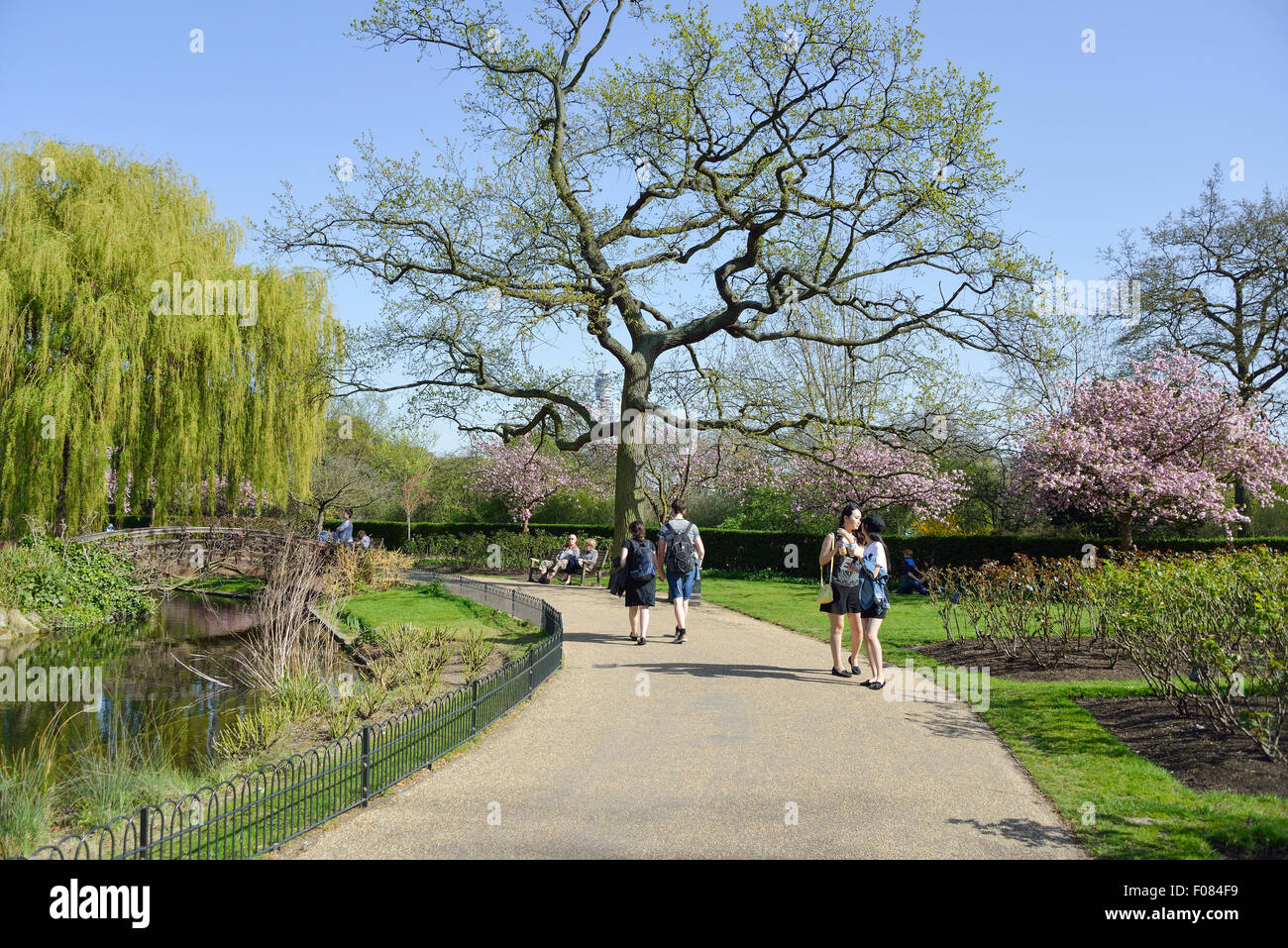 Queen Mary's Gardens, Regent's Park, London Borough of Camden, Londres, Inglaterra, Reino Unido Foto de stock