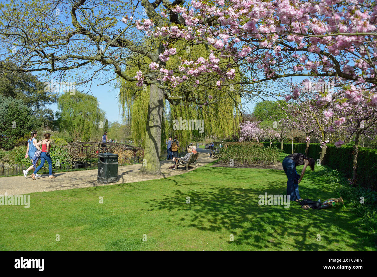 Queen Mary's Gardens en primavera, Regent's Park, London Borough of Camden, Londres, Inglaterra, Reino Unido Foto de stock