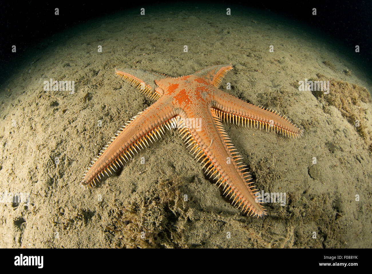 Peine Starfish, Astropecten aranciacus, Massa Lubrense, Campania, Italia Foto de stock