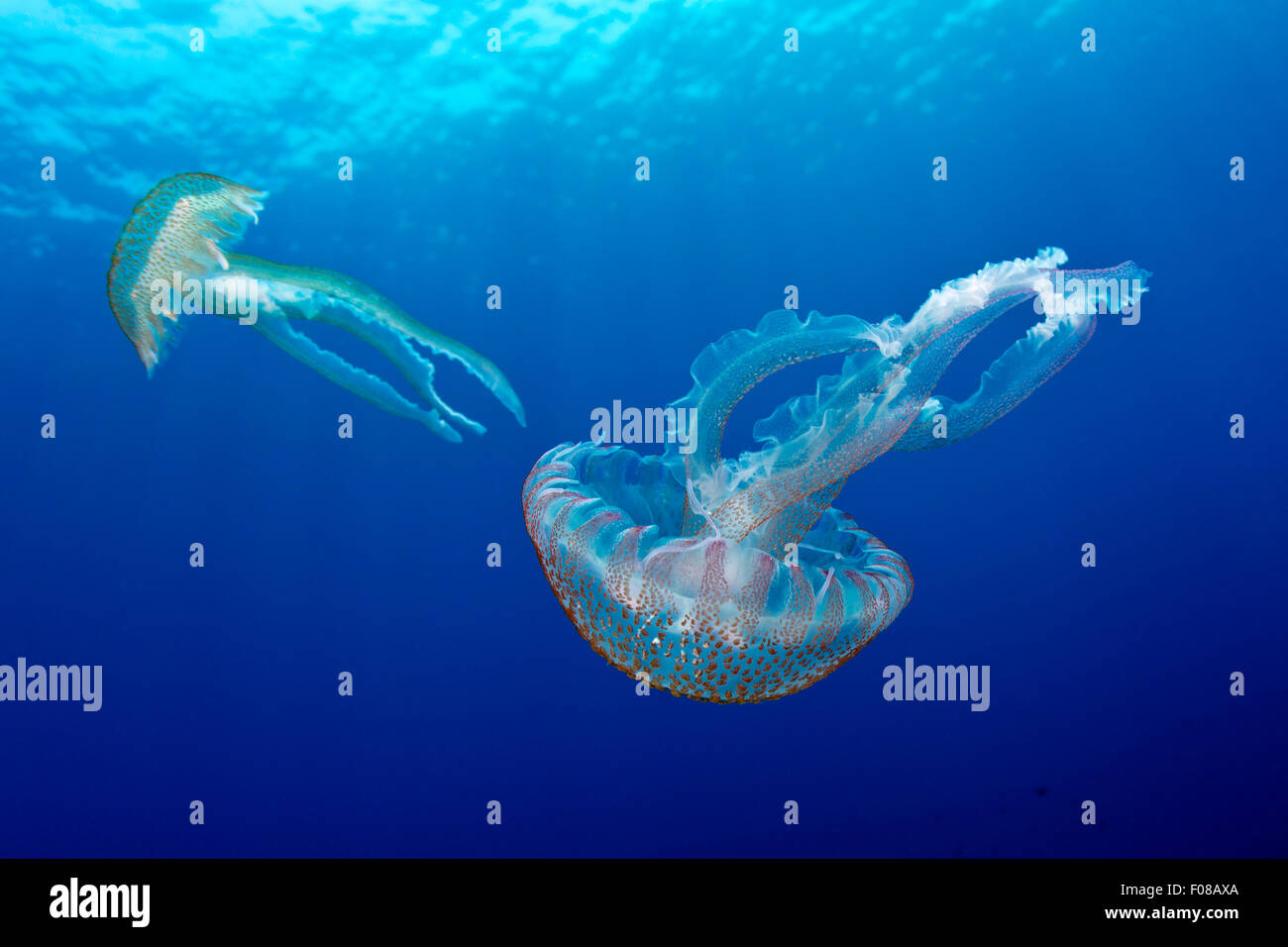 Mauve Stinger, Medusa Pelagia noctiluca, Ponza, Italia Foto de stock