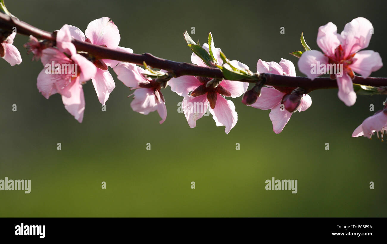 Una típica flores de cerezo rosa rama. Foto de stock