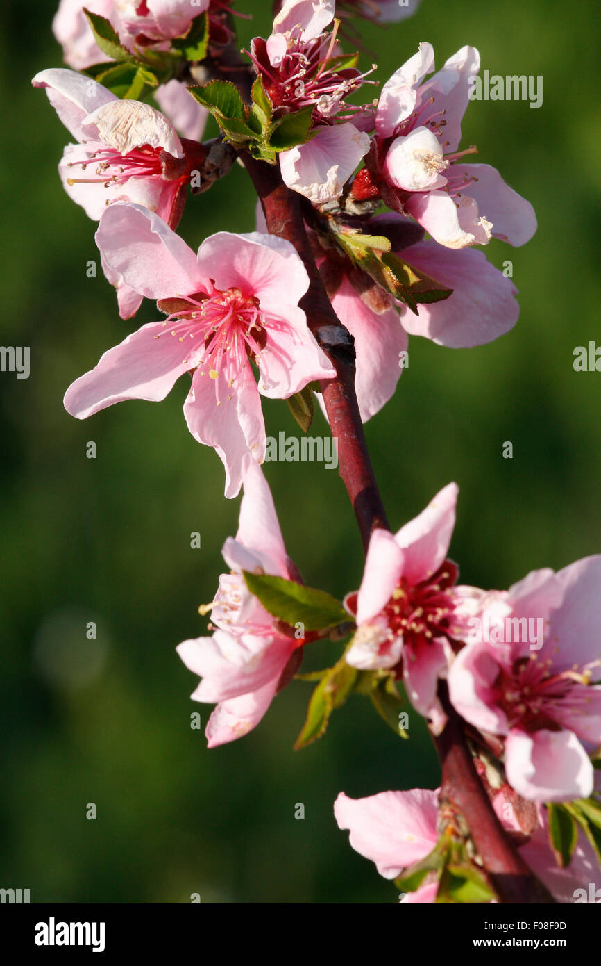 Una típica flores de cerezo rosa rama. Foto de stock