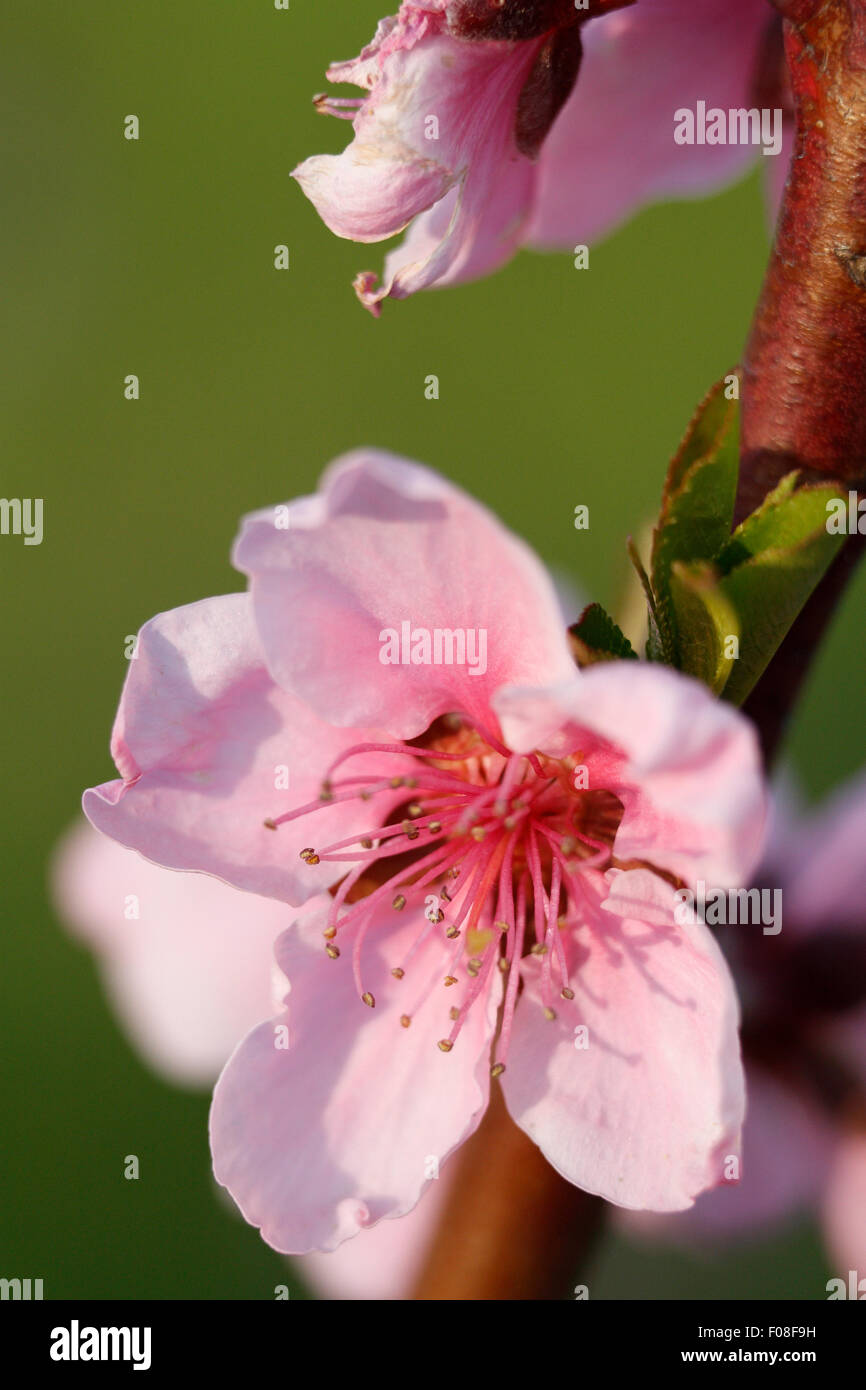 Un close-up de flor de cerezo rosa sobre fondo verde. Foto de stock