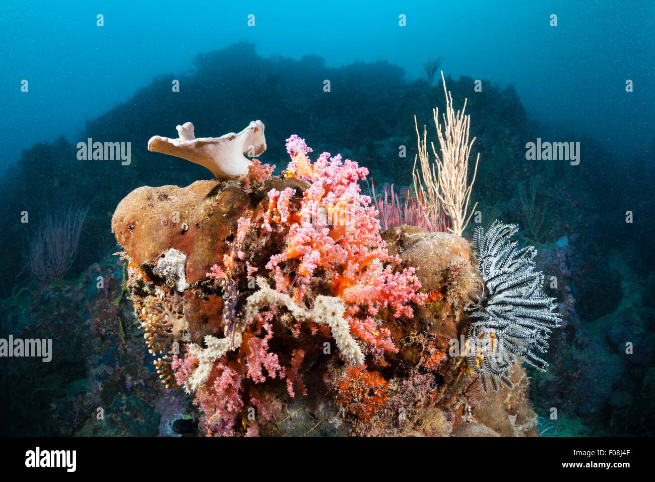 Arrecifes de coral coloreados, Laguna Marovo, Islas Salomón Foto de stock