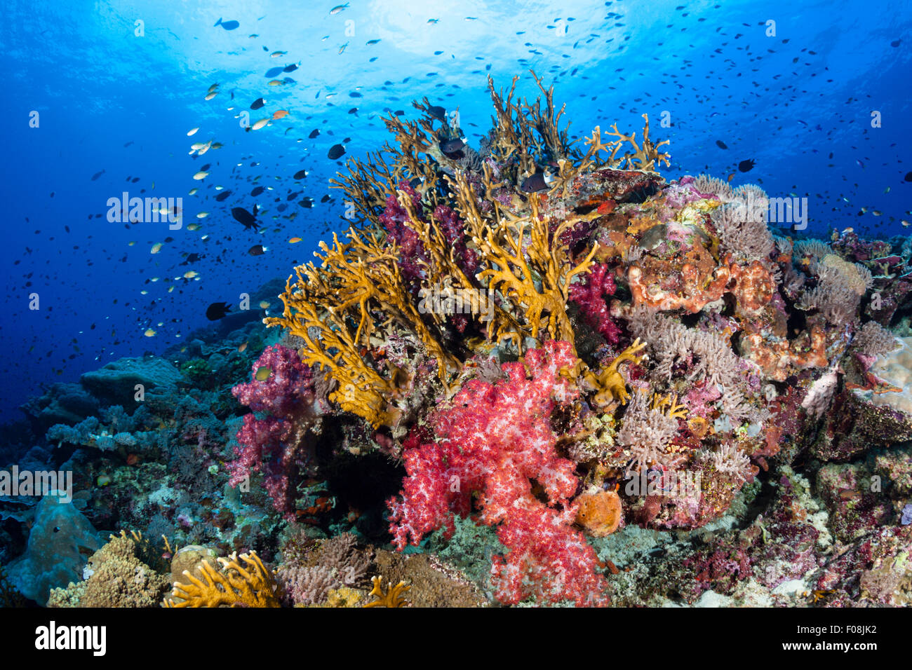 Arrecifes de coral coloreados, María Island, Islas Salomón Foto de stock