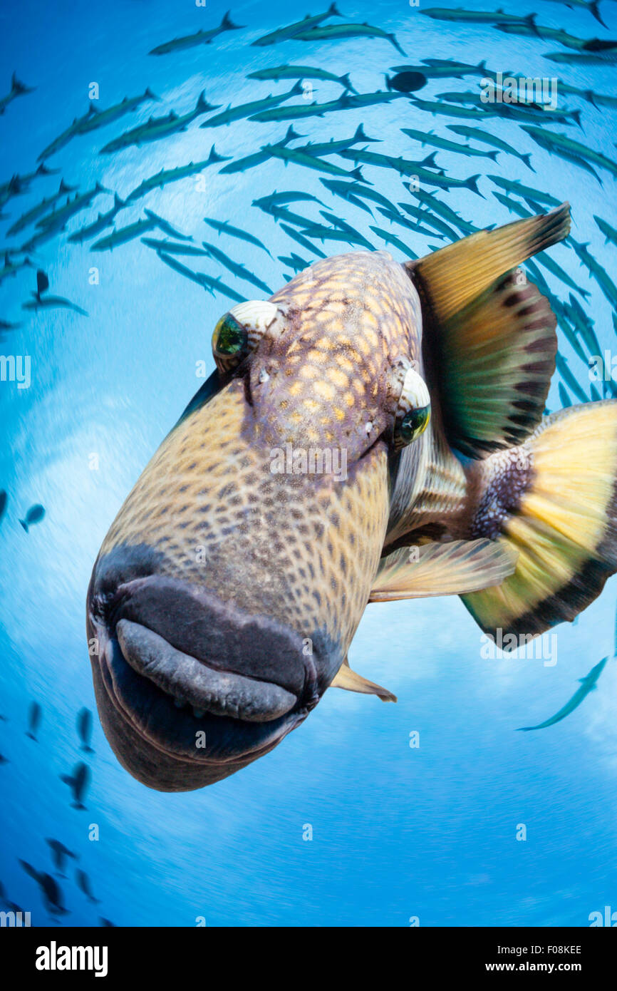 Solomon islands fish fotografías e imágenes de alta resolución - Alamy