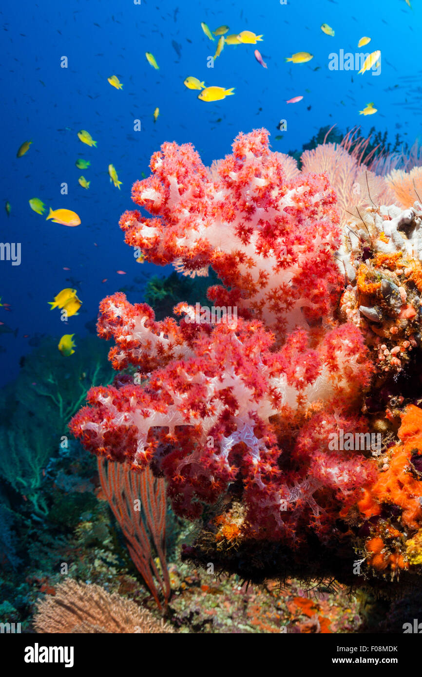 Arrecifes de coral coloreados, Laguna Marovo, Islas Salomón Foto de stock