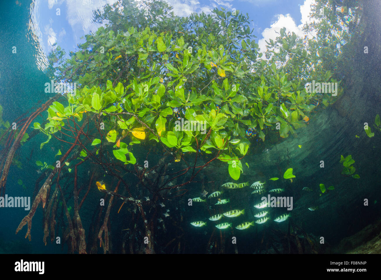 Archerfish anillados en manglares, Toxotes jaculatrix, Russell Islas, Islas Salomón Foto de stock