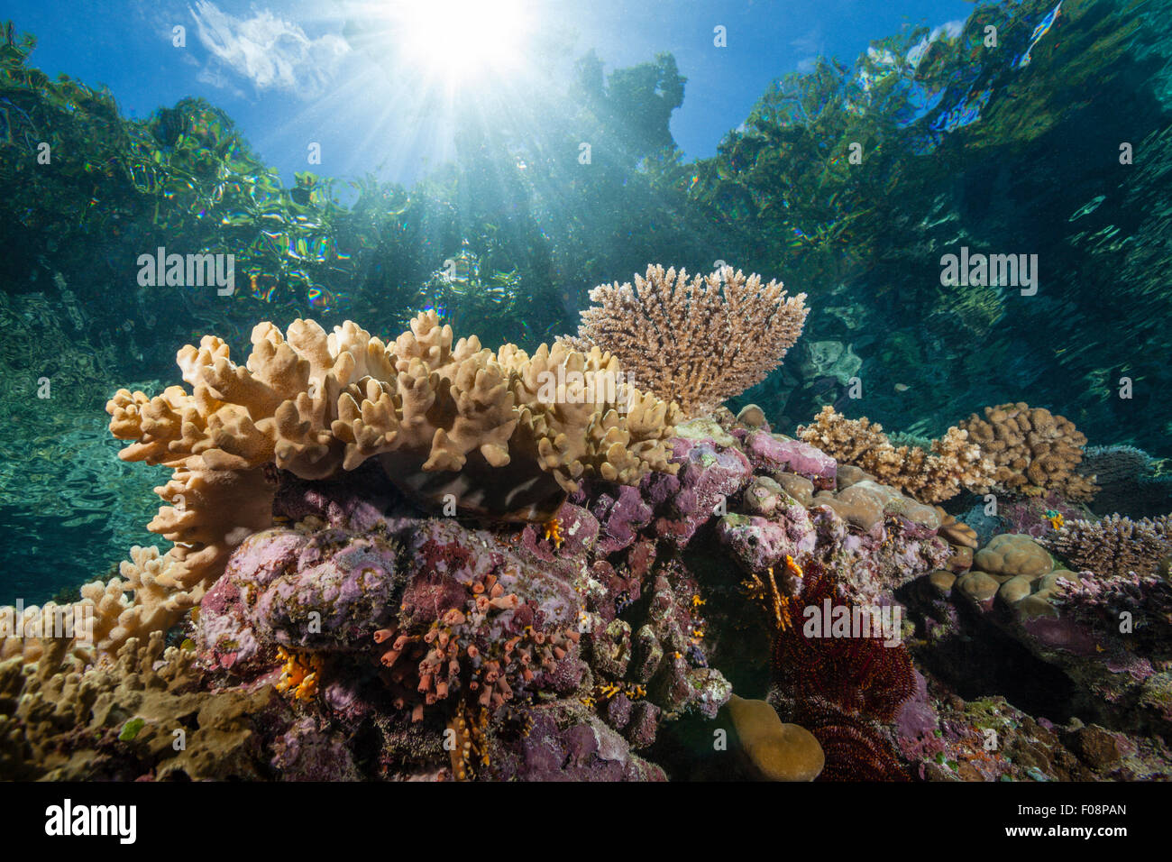 Coral en Reeftop, Russell Islas, Islas Salomón Foto de stock