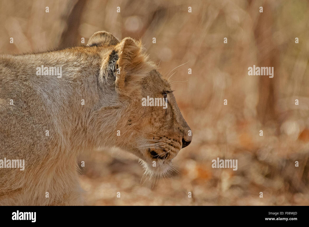Los menores León asiático (Panthera leo persica) en el parque nacional de Gir, Gujarat, India Foto de stock
