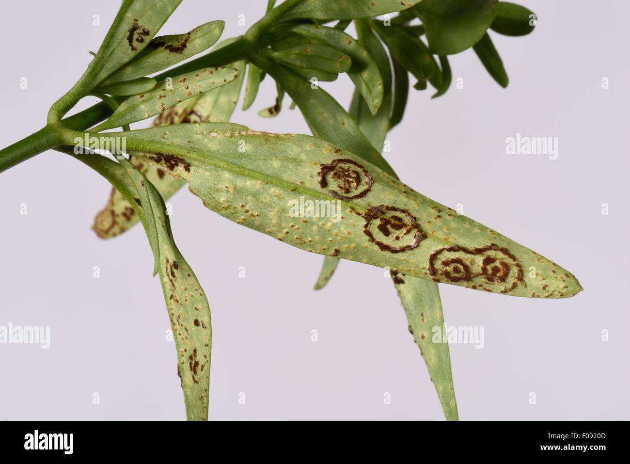 Antirrino o snapdragon roya, Puccinia antirrhini, circular pústula grupos y principios individiual pústulas en el envés de Foto de stock