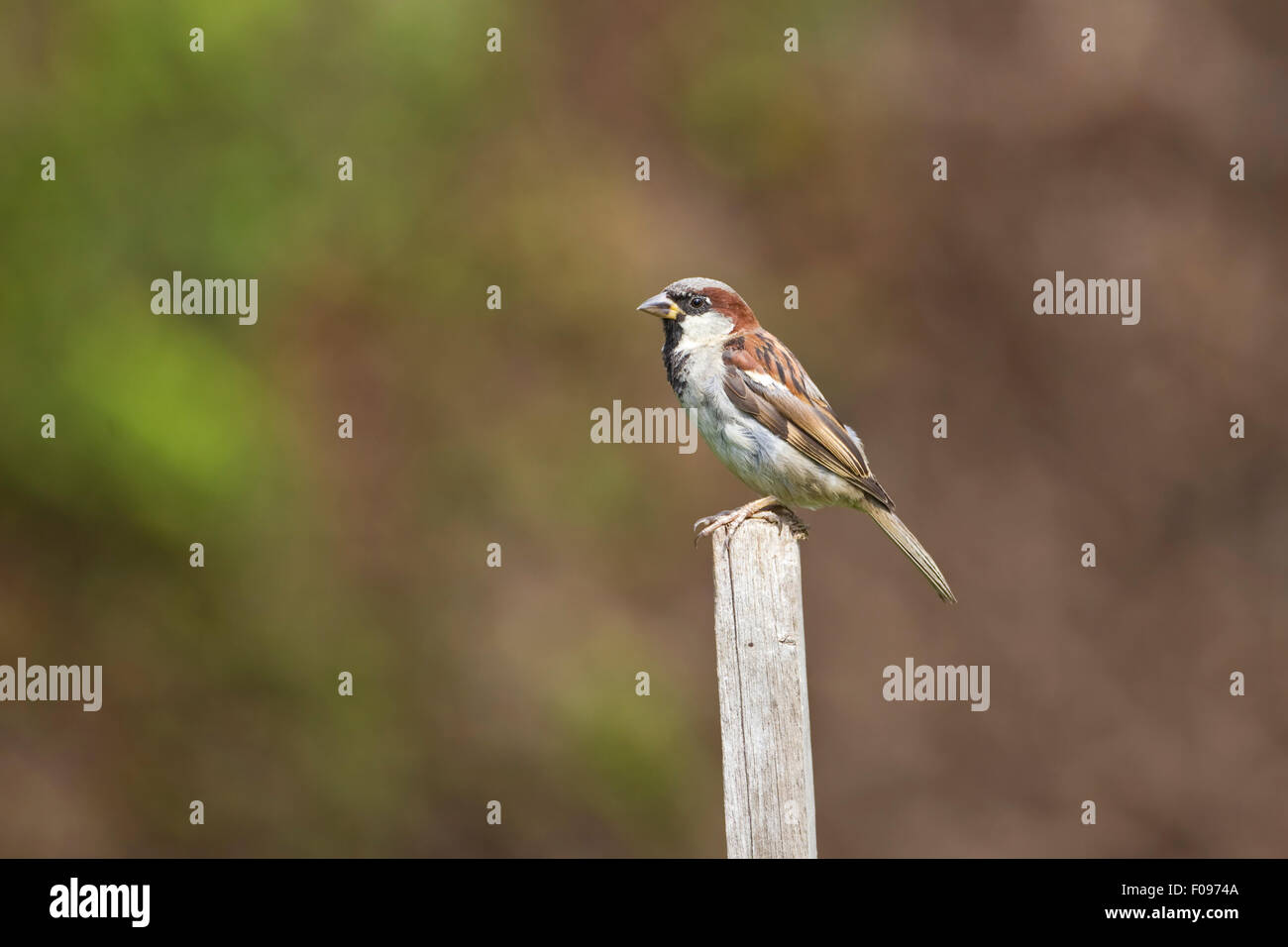 Passer domesticus Gorrión macho posado sobre un poste de cerca con fondo difuso Foto de stock