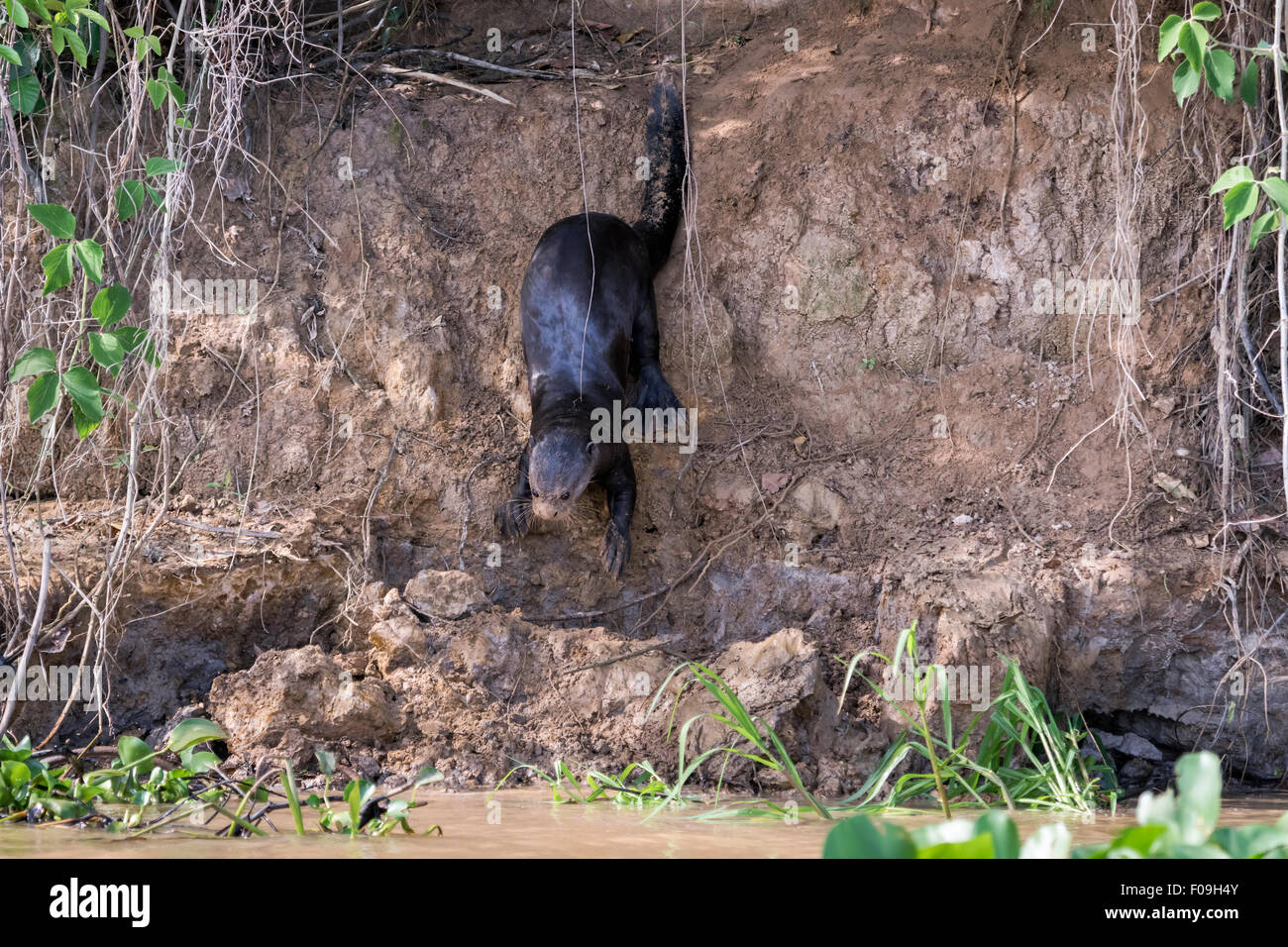 Barro la nutria gigante en la orilla del río, río Cuiaba, Pantanal, Brasil Foto de stock