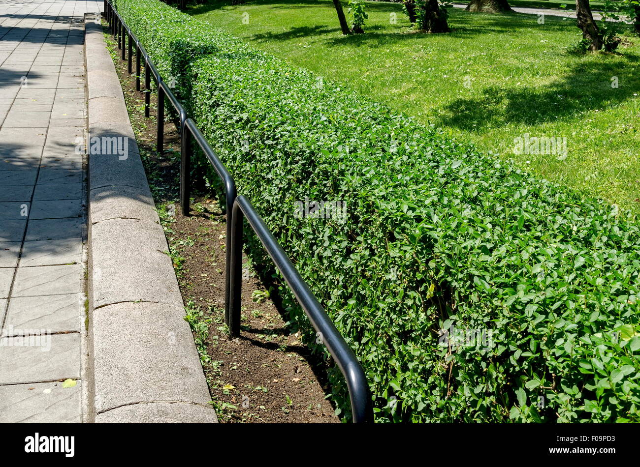Valla de Quickset o hedge y tubo de hierro en el parque, Sofía, Bulgaria Foto de stock
