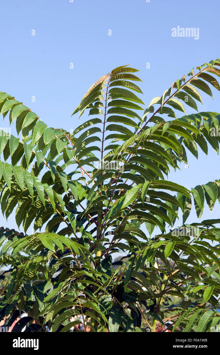 Chinesischer Gemuesebaum, Baum-gemuese, Toona sinensis Foto de stock