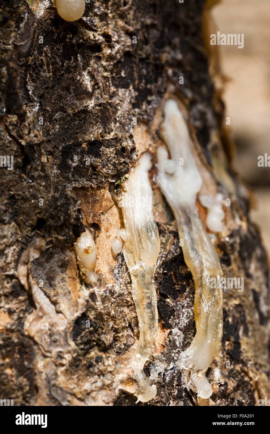Close-up de resina fresca chorreando desde un árbol de incienso, Salalah, Omán Foto de stock