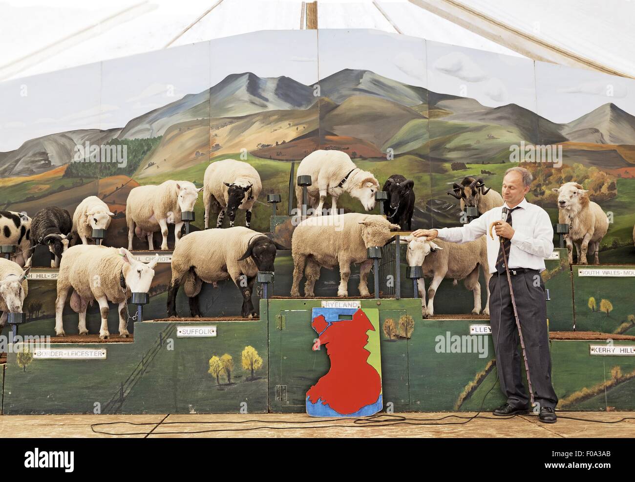 Hombre con ovejas en el Royal Welsh Show en Builth Wells, Gales, Reino Unido Foto de stock