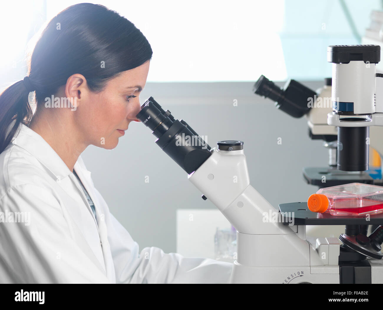 Scientist ver culturas bajo microscopio invertido para la investigación médica y farmacéutica Foto de stock