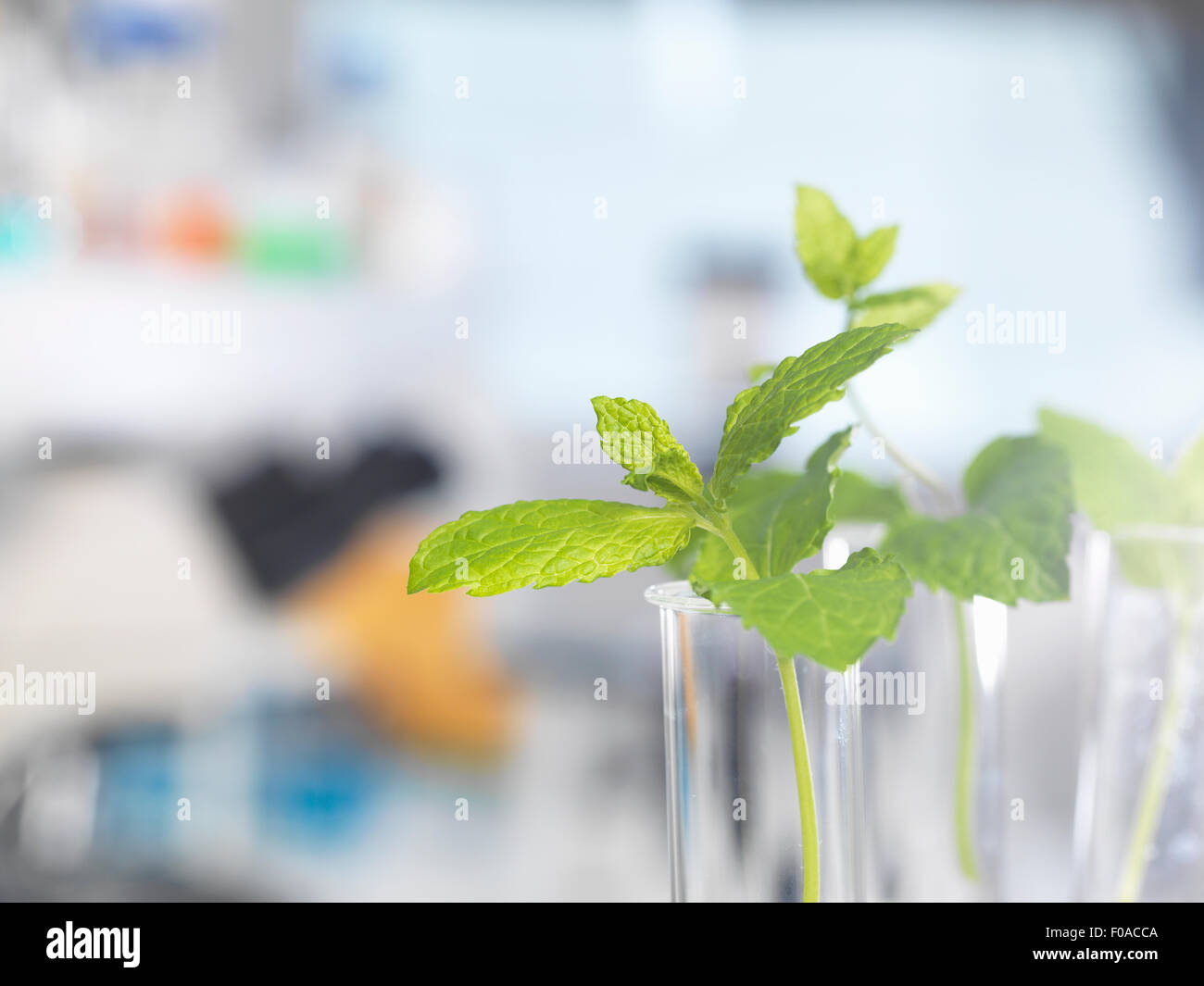 Las plantas contenidas en tubos de ensayo en espera de pruebas en un laboratorio de biotecnología Foto de stock