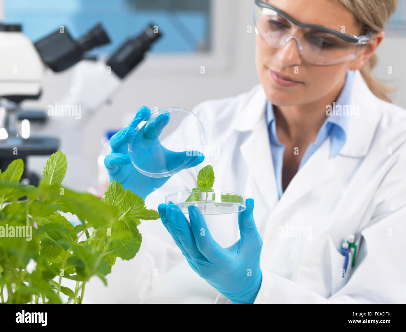 Desarrollo de visualización científica de plantas experimentales en laboratorio de investigación Foto de stock