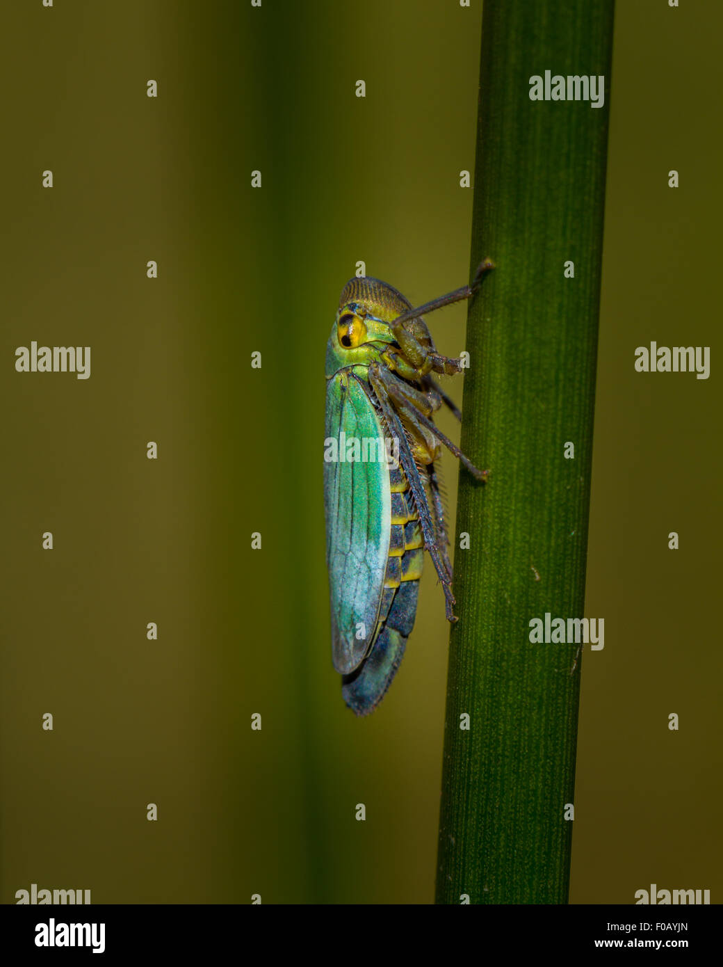Leafhopper verde (Cicadella viridis) - un resplandeciente compañeros si sólo alrededor de 7mm de largo, encontrado en pastizales húmedos. Probablemente, hembra UK Foto de stock