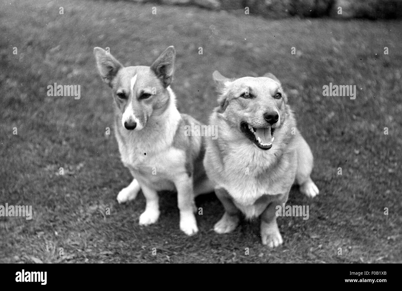 Dos corgies Foto de stock