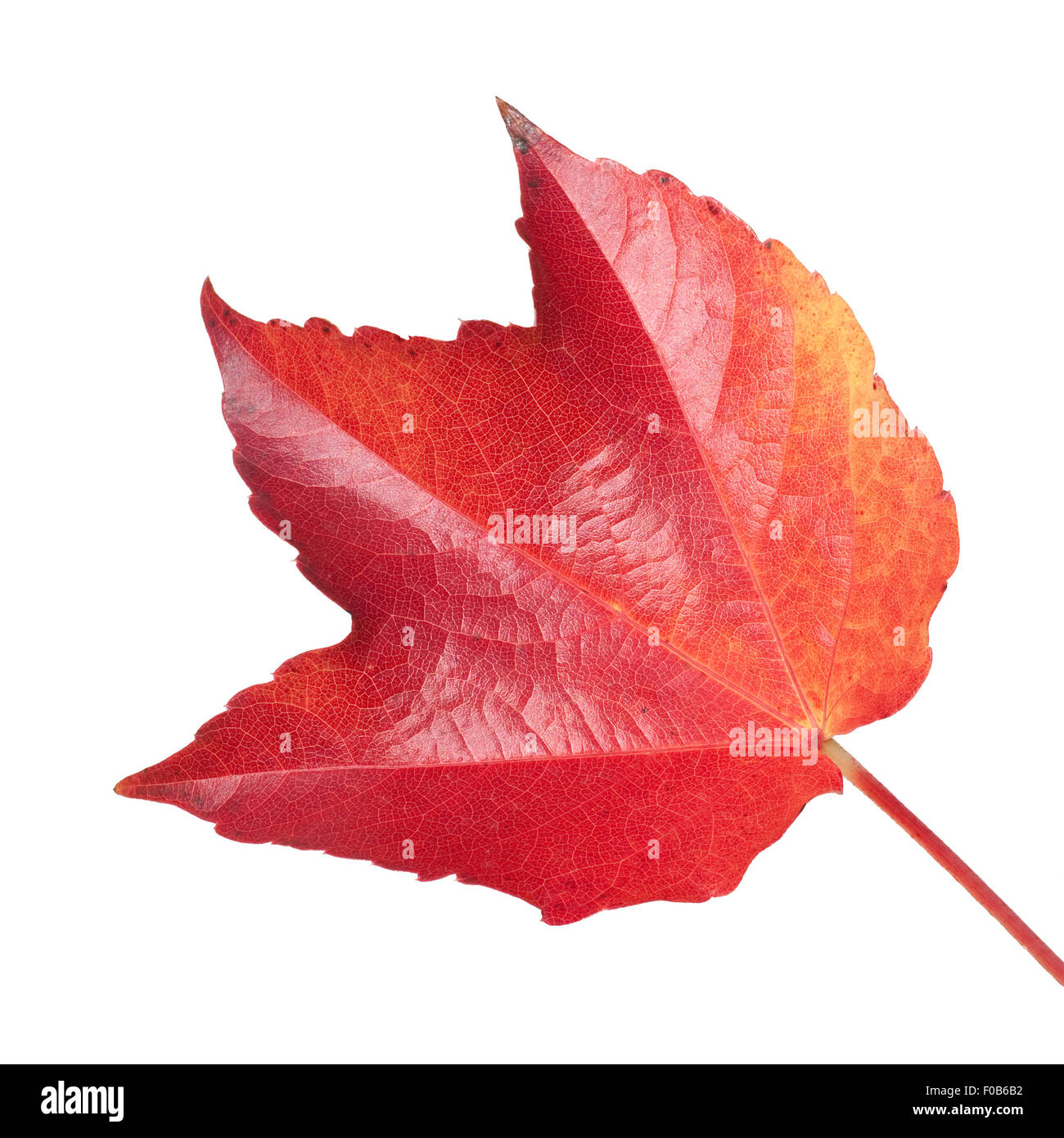 Wilder Wein, Parthenocissus quinquefolia, im Herbst, Foto de stock