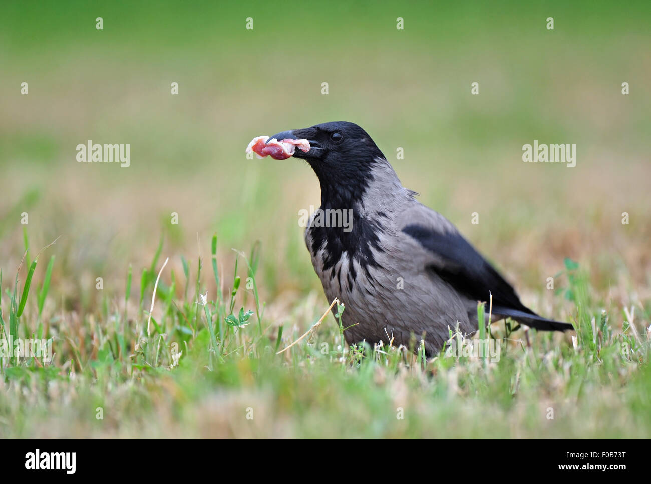 Crow encapuchados con carne's beak Foto de stock