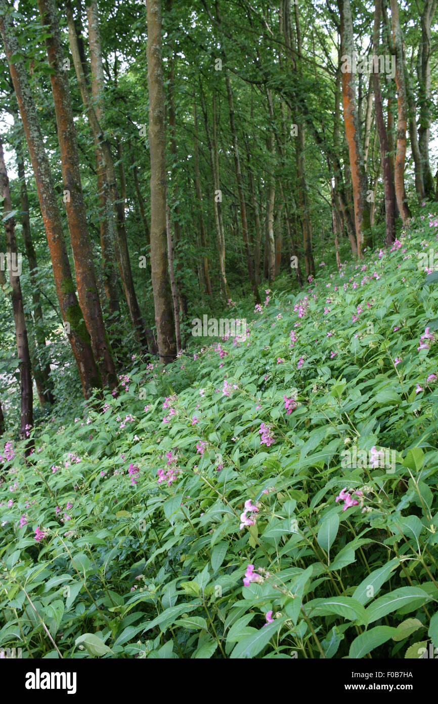 Impatiens glandulifera invasiva - Capitán Casco, Bálsamo del Himalaya, Gnome - Hatstand floreciente en woodland bank, Yorkshire Foto de stock