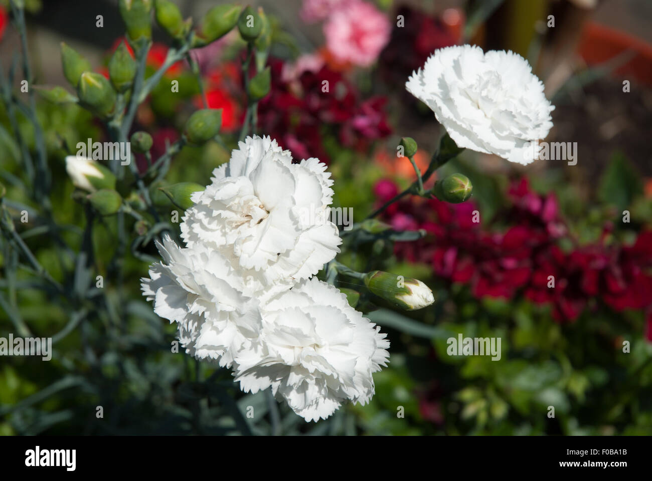 Dianthus 'Haytor blanco" Foto de stock