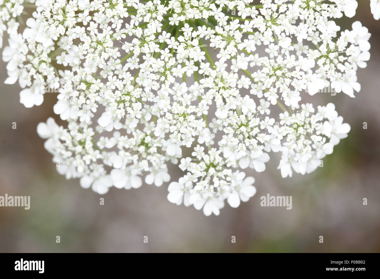 flores silvestres Foto de stock