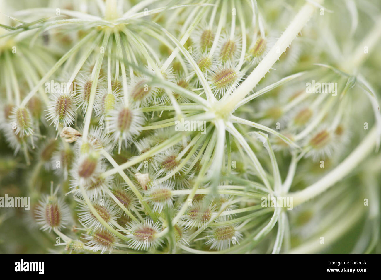 flores silvestres Foto de stock