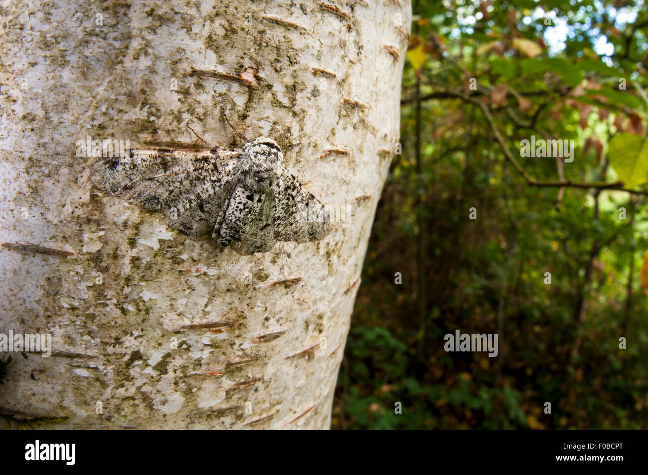 Salpicado (polilla Biston betularia) adulto camuflado en el tronco de un árbol de abedul plateado en Thursley naturaleza nacional común reserv Foto de stock