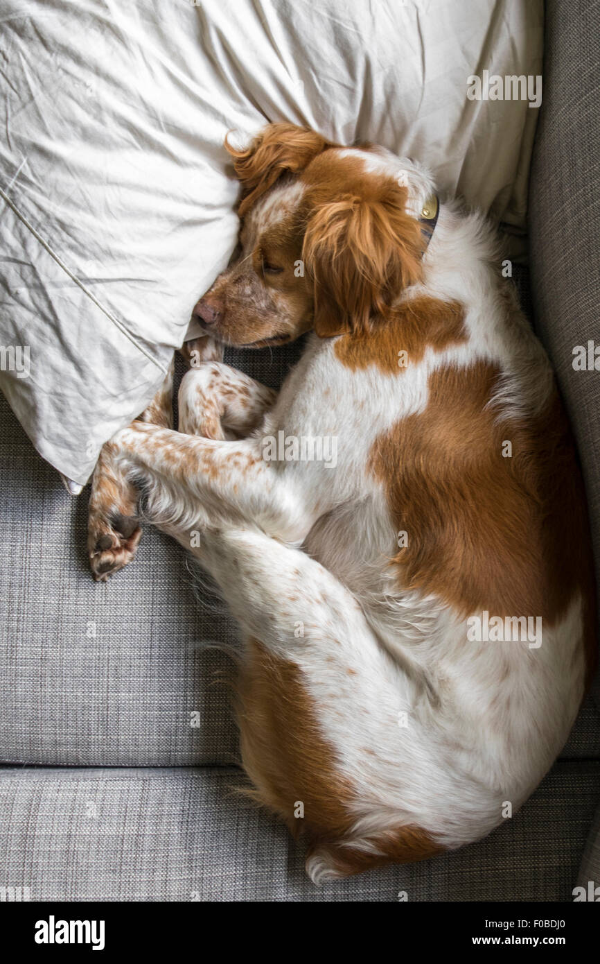 Naranja y blanco Bretaña Francesa perro durmiendo en la almohada Foto de stock