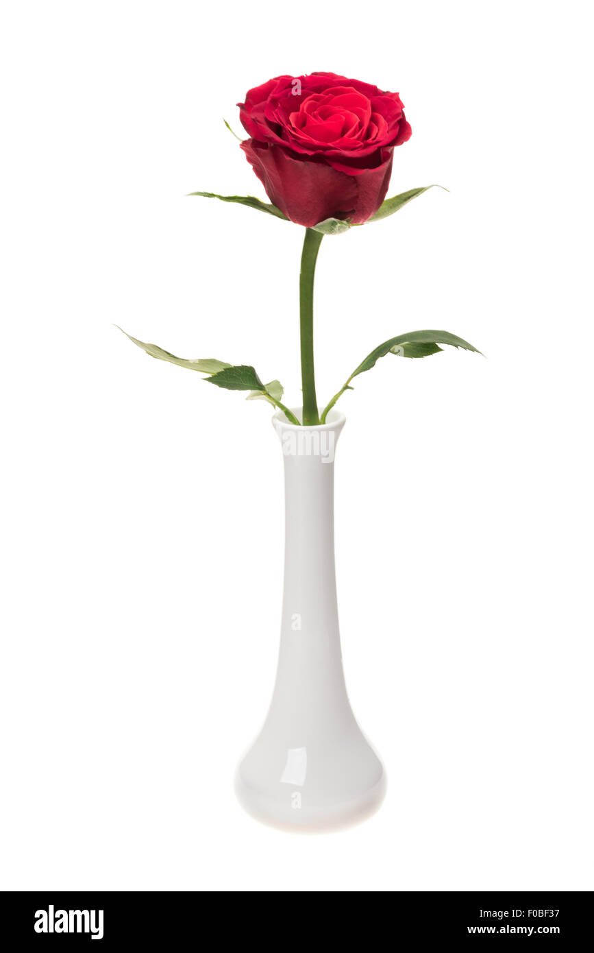 Una rosa roja en un jarrón de china blanca - Foto de estudio con un fondo blanco. Foto de stock