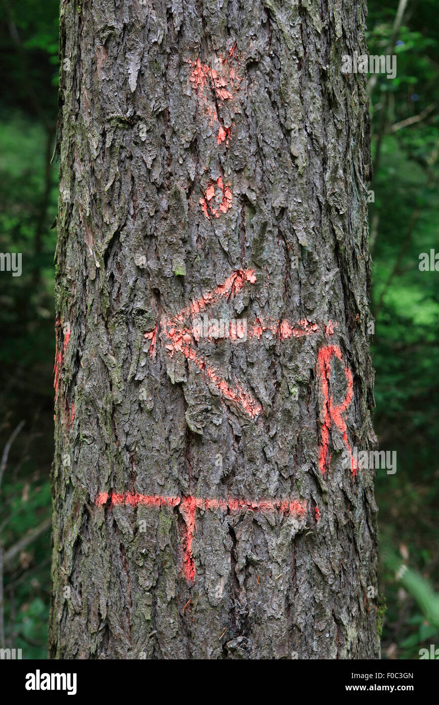 Tronco de árbol con marcas en un bosque cerca de Ciudad de holzen, Baja Sajonia, Alemania, Europa Foto de stock