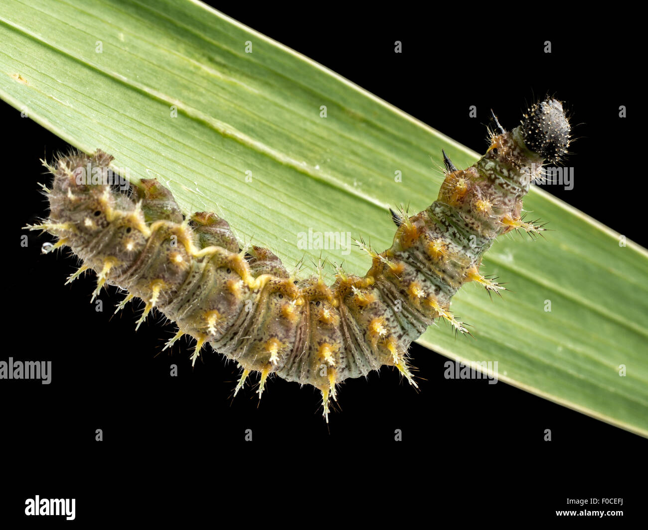 Caterpillar arrastrándose sobre hojas verdes sobre fondo negro Foto de stock