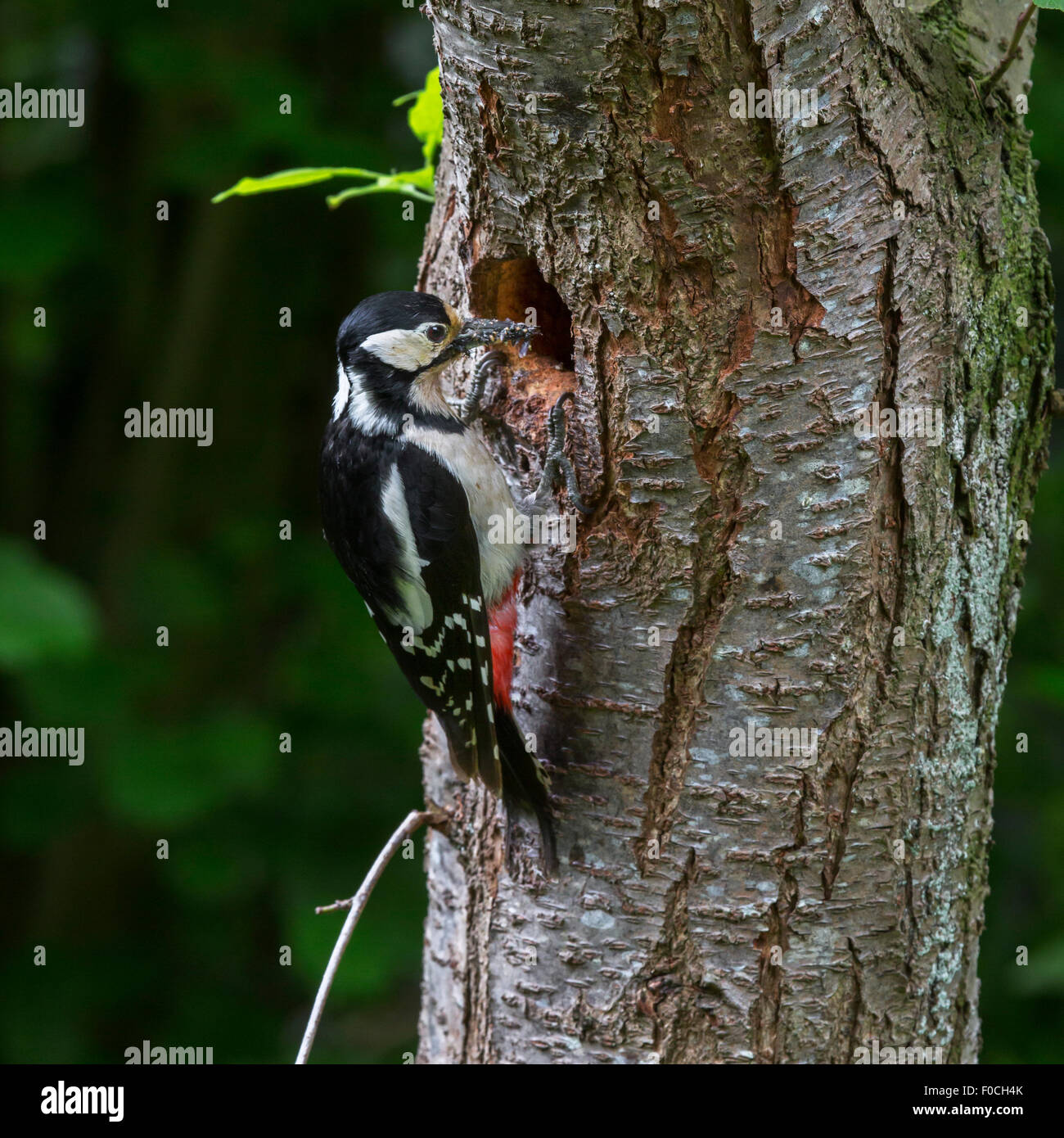 Pico picapinos (Dendrocopos major) hembra con pico lleno de larvas para alimentar a los jóvenes en el agujero en el tronco del árbol de anidación en fores Foto de stock