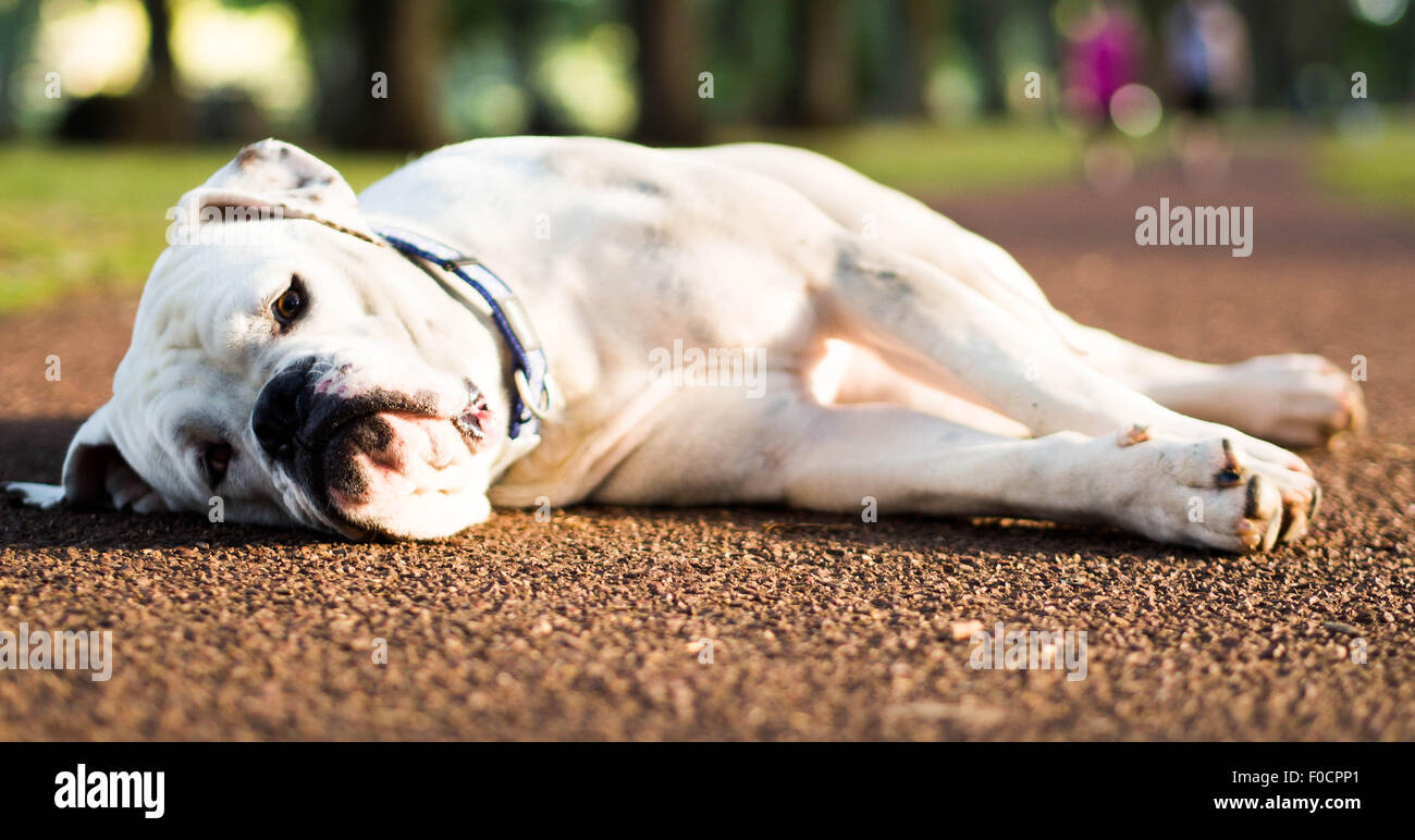 Bulldog americano blanco acostado Foto de stock