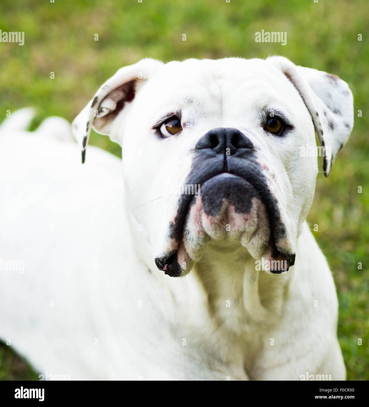Bulldog americano blanco cerrar Foto de stock