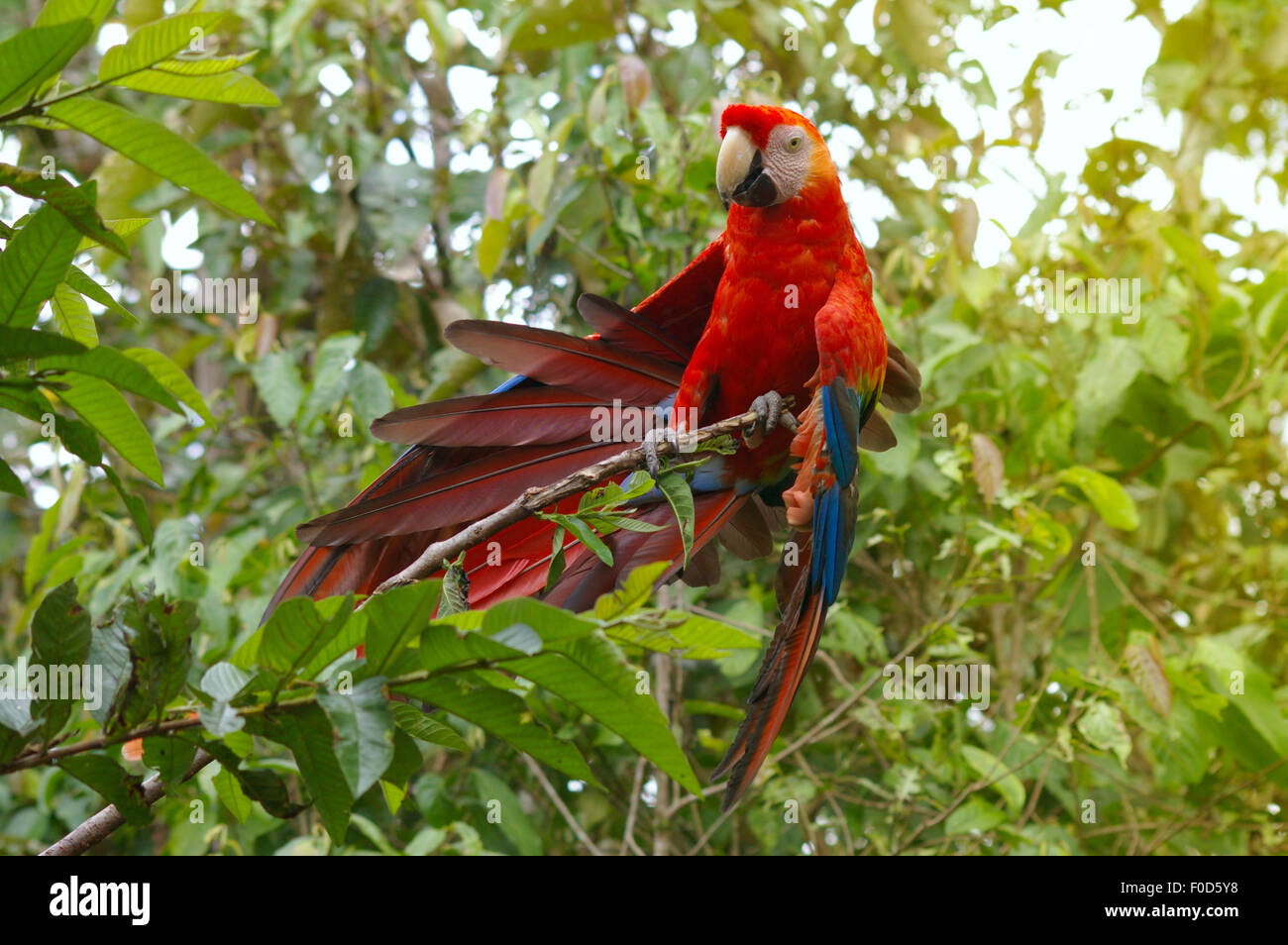 Collpa de Loros - Ara ararauna en la selva donde se posan en una rama, Ecuador Foto de stock