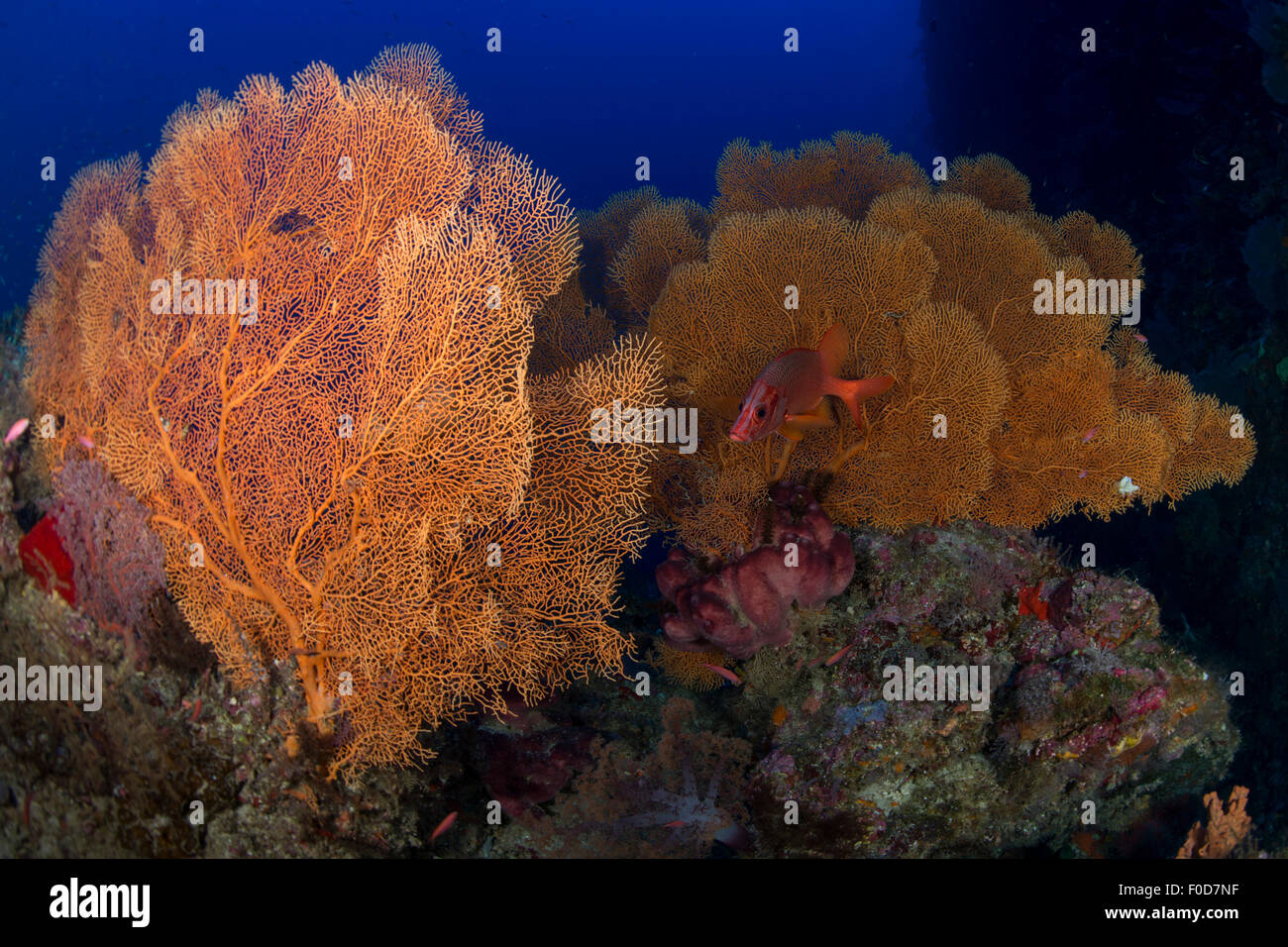 Rojo (Sargocentron spiniferum sabre squirrelfish) escondido en un bosque de gorgonias, abanicos de mar, Layang Layang Spratly, Malayo Foto de stock