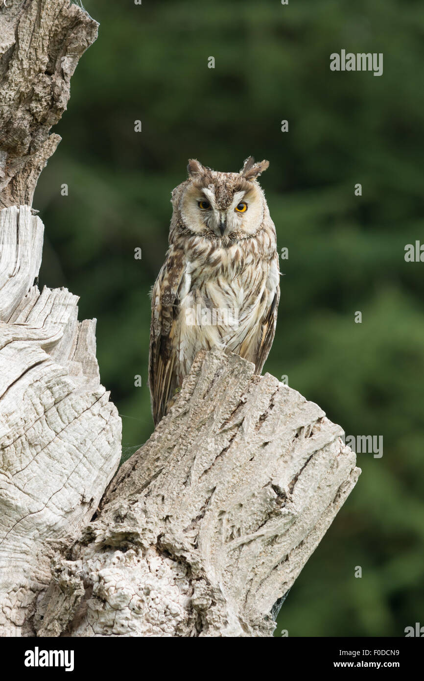 Orejas largas Owl - asio otus Foto de stock