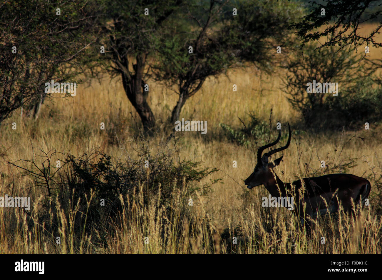 Un Impala bachiller silueteado en sabana arbolada de África Foto de stock