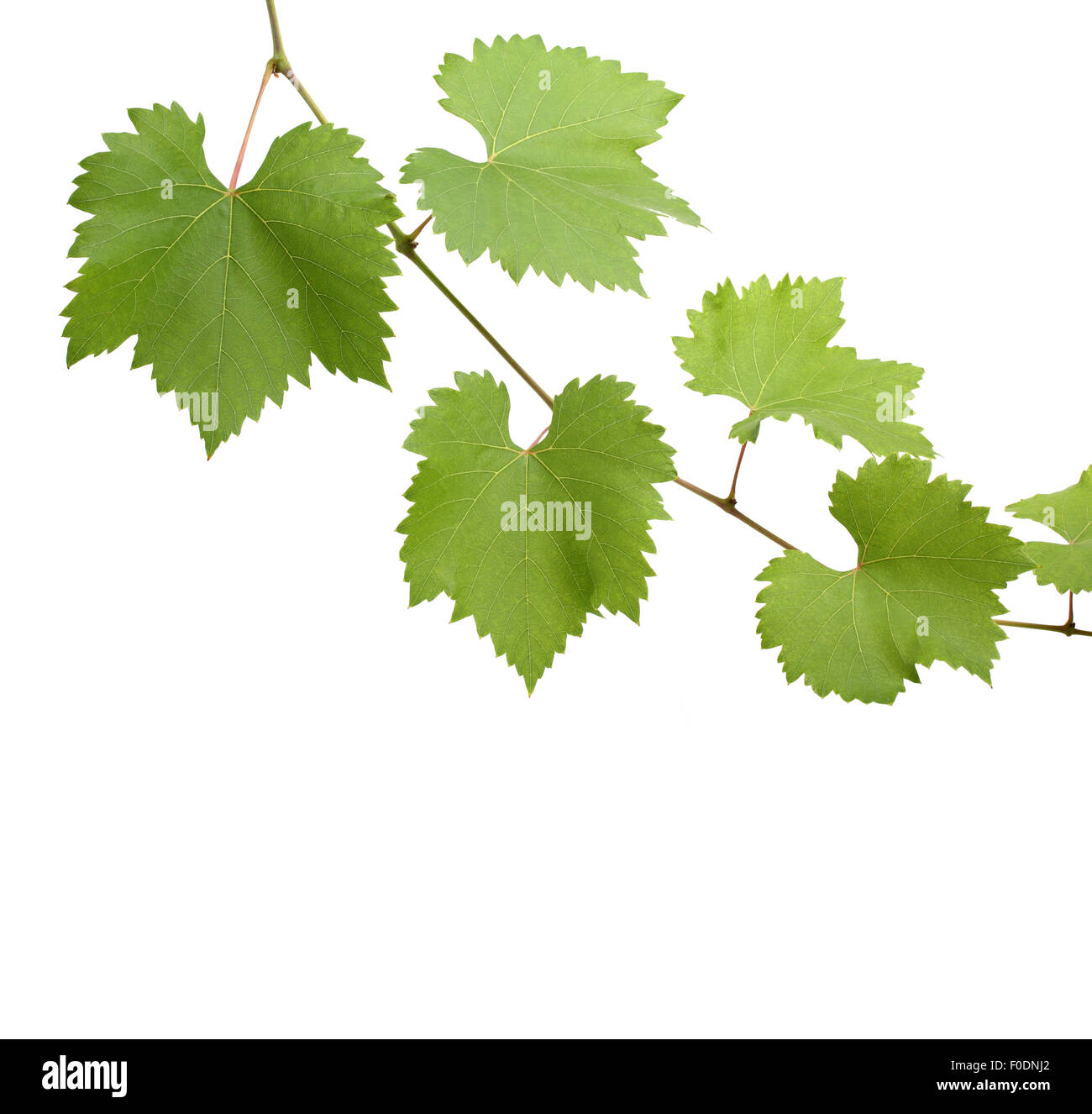 Hojas de parra como esquina verde sobre blanco Fotografía de stock Alamy