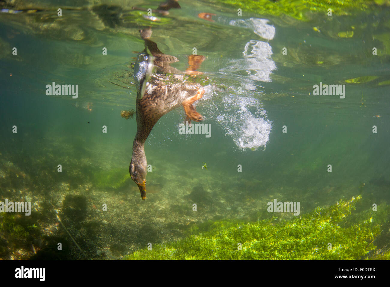 Un pato hembra inmersiones submarinas en el río test Foto de stock