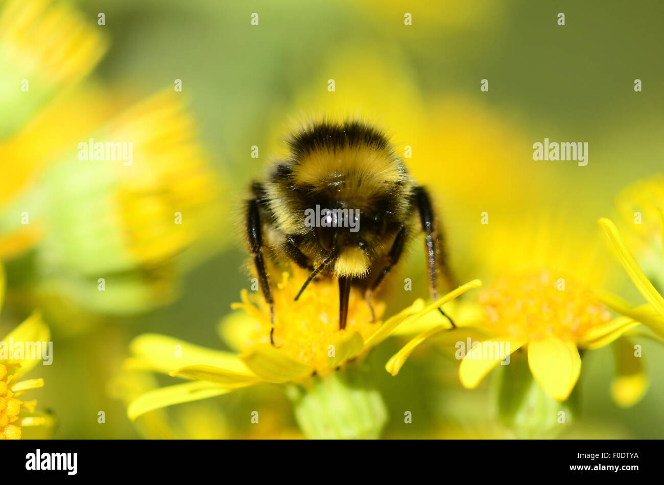 Un abejorro en una flor amarilla brillante UK Foto de stock