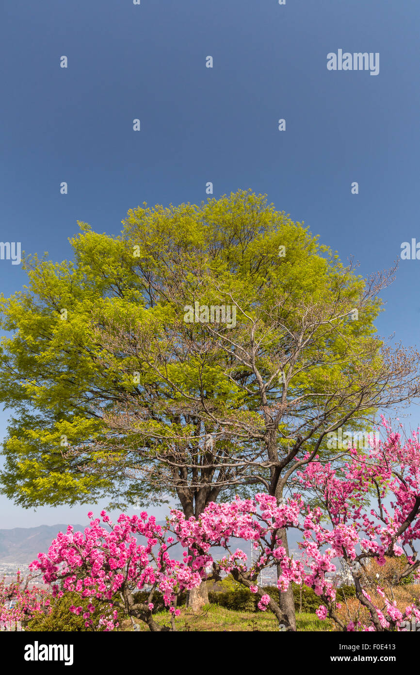 árbol de durazno en yamanashi fotografías e imágenes de alta resolución -  Alamy